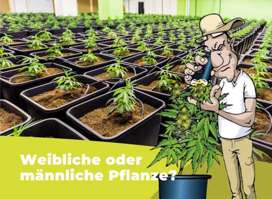 Cannabispflanzen: Weiblich oder Männlich?  - Cannabispflanzen: Weiblich oder Männlich?