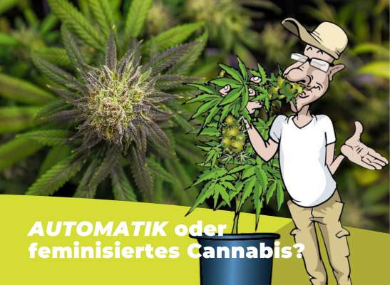 Was ist der Unterschied zwischen automatischen und feminisierten Cannabis-Samen? - Unterschiede zwischen Automatik und Feminisiertem Cannabis