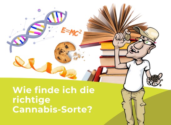 Wie finde ich die richtige Cannabis-Sorte? - Samenwahl: Tipps für die Suche nach den besten Sorten