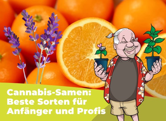 Cannabis-Samen: Beste Sorten für Anfänger und Profis - Cannabis Samen: Beste Auswahl 2024 | Dirks Growshop