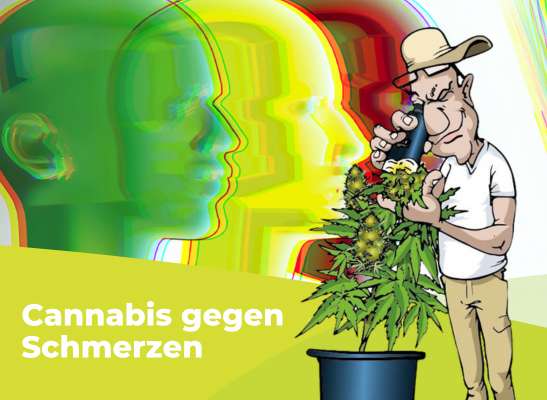 Cannabis gegen Schmerzen: Natürliche Hilfe bei chronischen Schmerzen - Cannabis gegen Schmerzen – Natürliche Hilfe bei chronischen Schmerzen