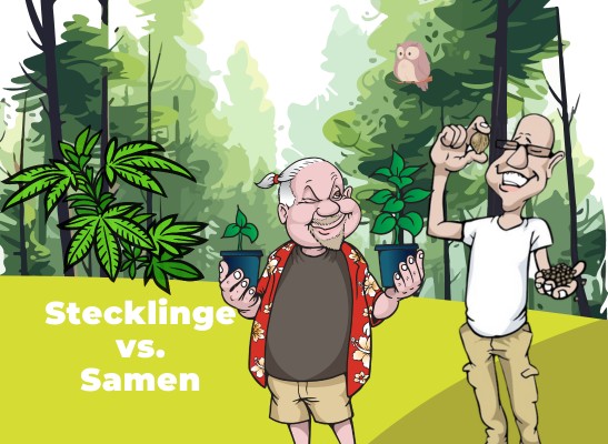 Cannabis-Stecklinge vs. Samen: Was ist die bessere Wahl für deinen Grow? - Cannabisstecklinge und Cannabissamen: die Unterschiede, die Vorteile und welche die richtigen für dich sind.