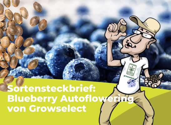 Sortensteckbrief: Blueberry Autoflowering von Growselect -  Blueberry Automatic – Legendäre Genetik in kompakter Form