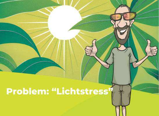 Lichtstress