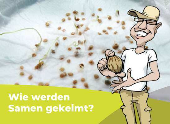 Samen keimen