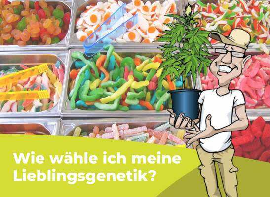 Lieblingsgenetik wählen