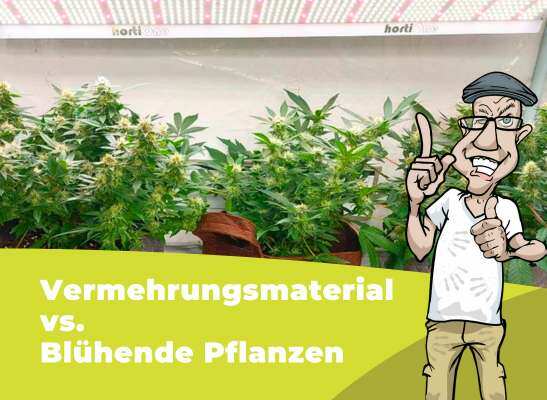 Dirk erklärt Stecklinge vs. Blühendes Cannabis