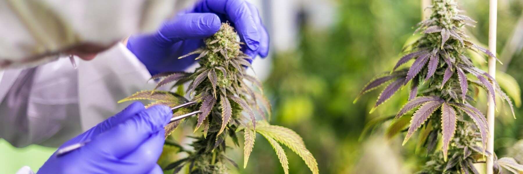 Blütephase: Maximiere den Ertrag deiner Cannabis Samen