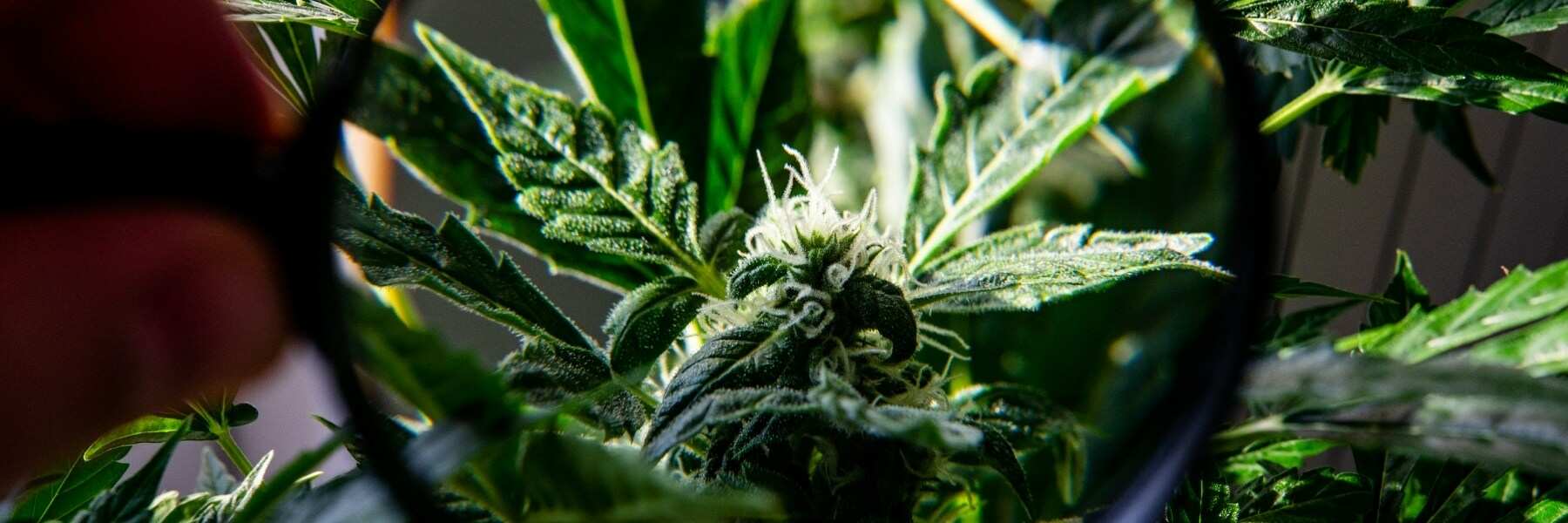 Outdoor Grow: Natürliche Bedingungen für deine Pflanzen