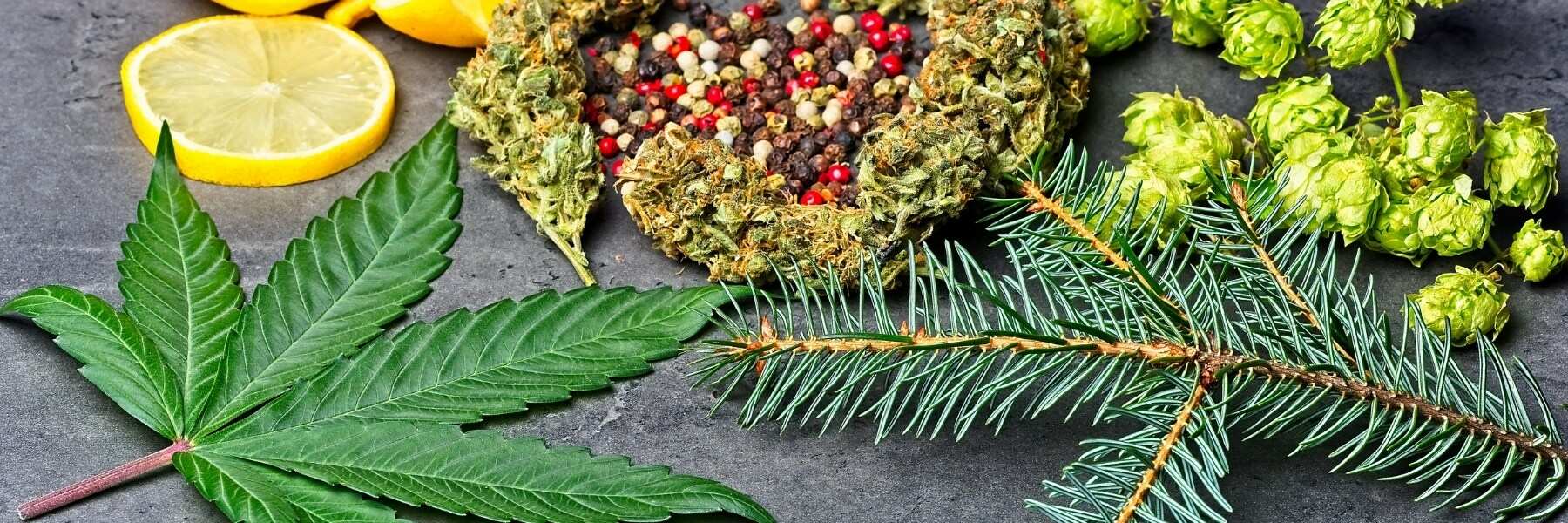 Cannabinoide: THC, CBD und andere wichtige Inhaltsstoffe