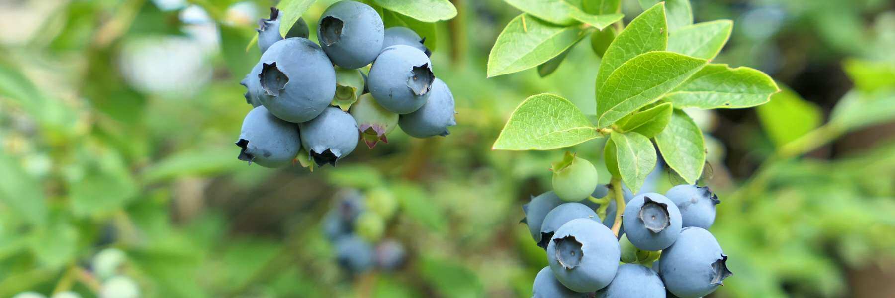 Blaubeer Strauch USA Sorte