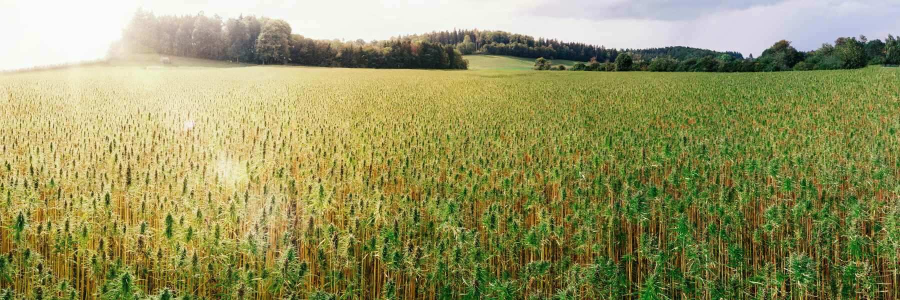 Versorgung mit Medizinal Cannabis von guter Qualität