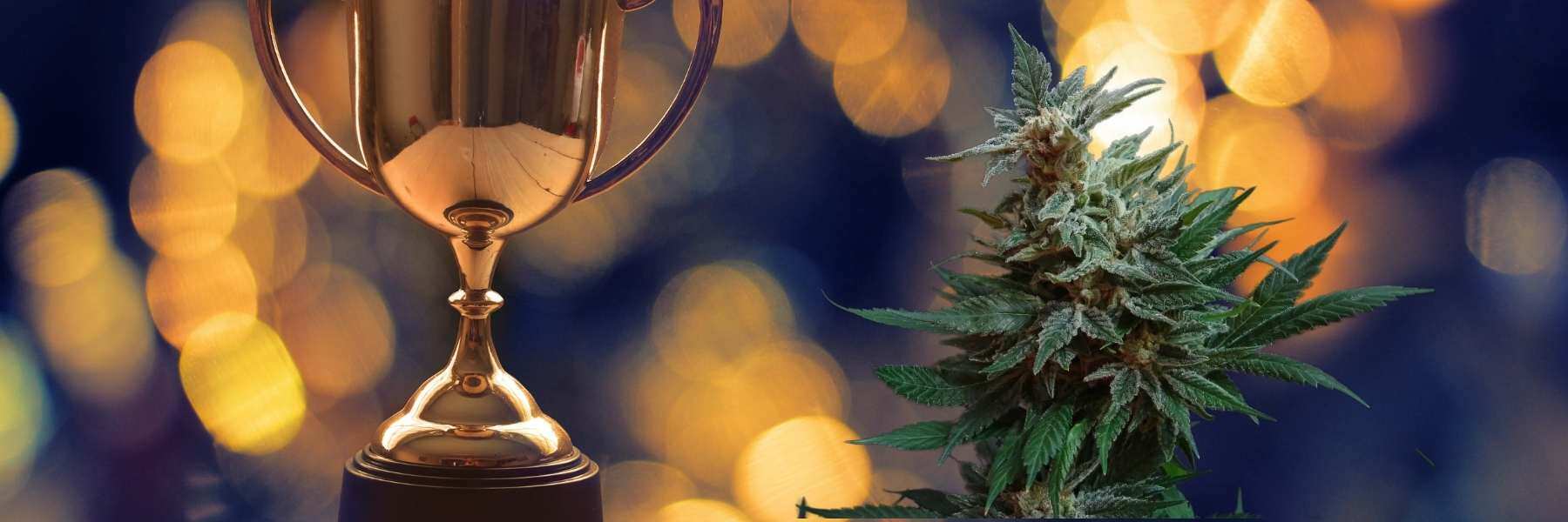 cannabis cup winner samen kaufen