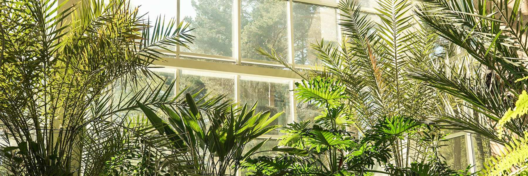 Indoor vs. Outdoor Anbau von Cannabis Samen