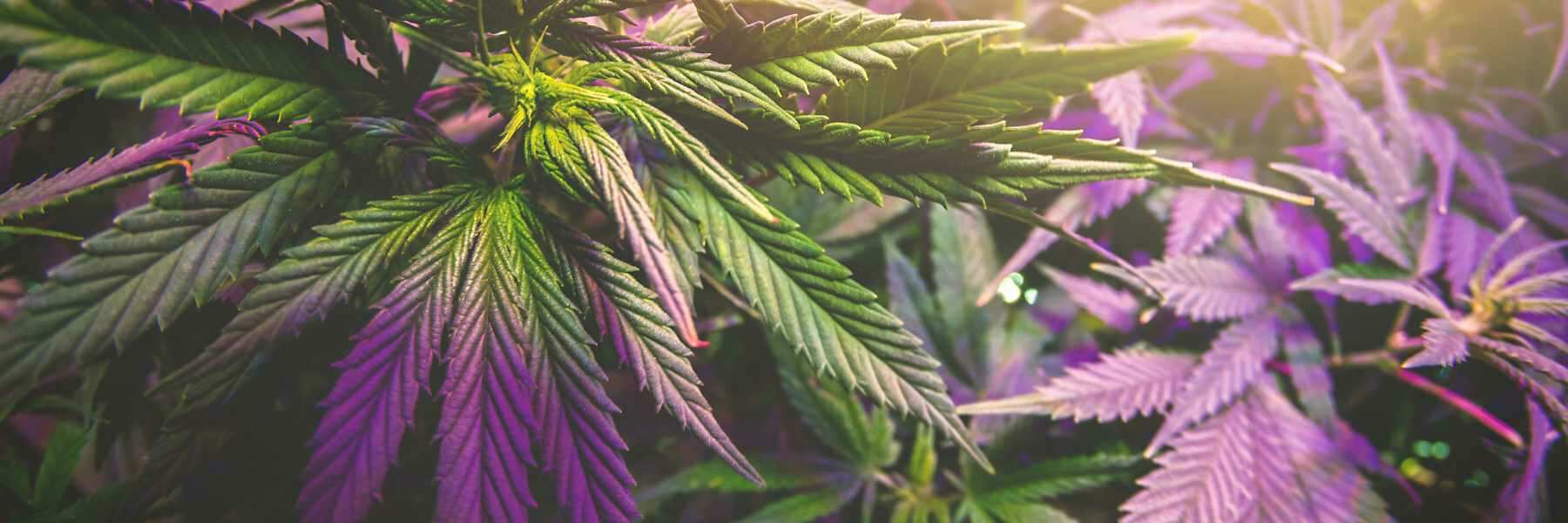 Sativa Pflanzen: Namen stehen fürs Programm