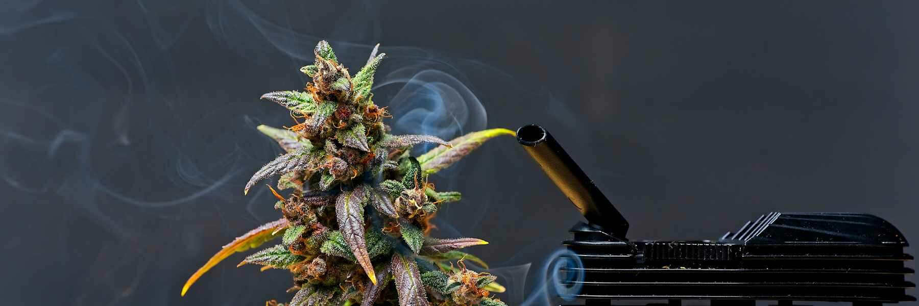 Vaporizer: Schonende Alternative zum Rauchen von Cannabis