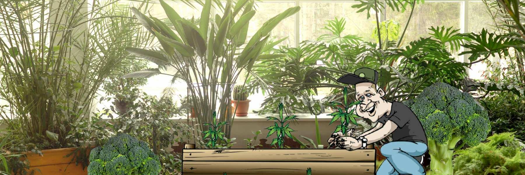 Der beste Zeitpunkt zum Ernten