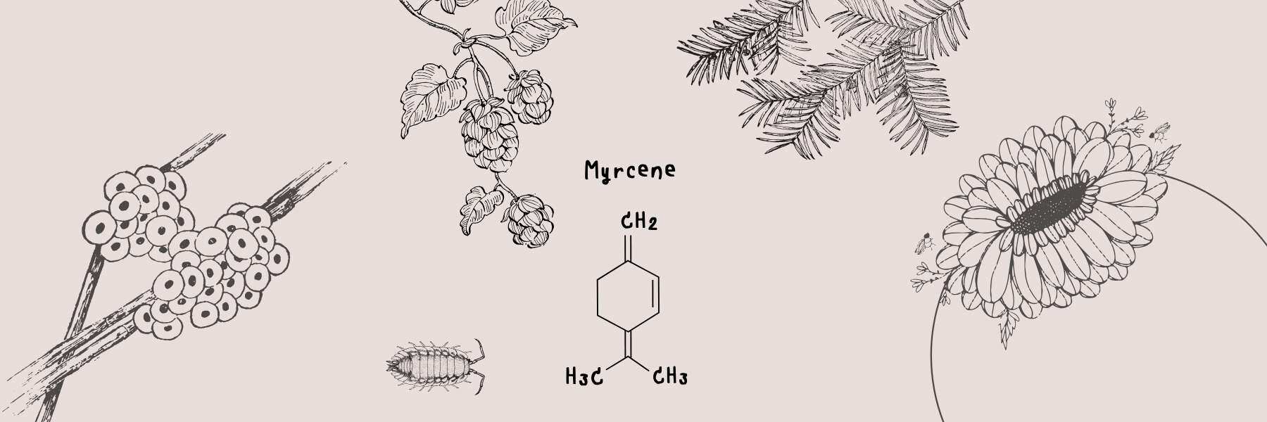 Terps mit dem besten Aroma und Geschmack