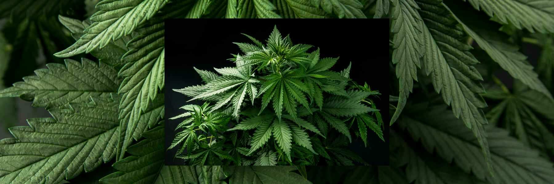 Northern Lights: kompakte Blüte mit viel THC