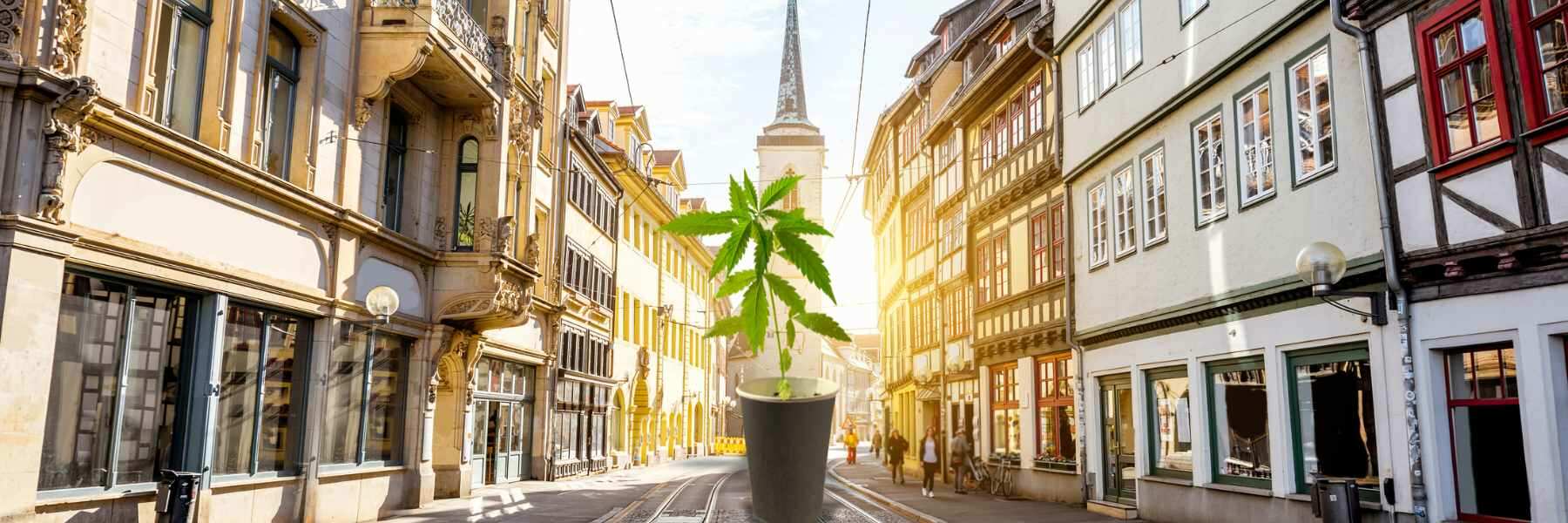 Cannabis Samen Banken: Qualität und Vielfalt in Deutschland