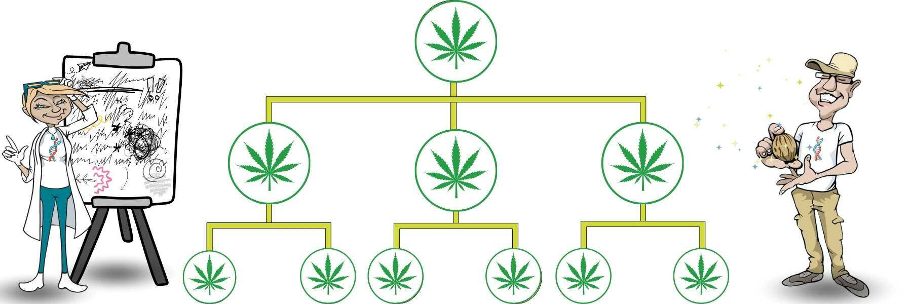 Genetik Stammbaum der Marihuana Züchter