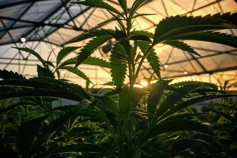 Vielfalt an Cannabis: Finde deine perfekte medizinischeSorte