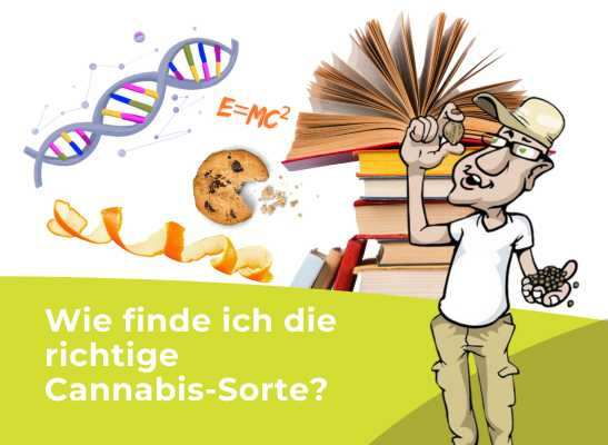 Wie finde ich die richtige Cannabis-Sorte?