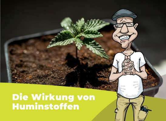 einem Cannabis Sämling