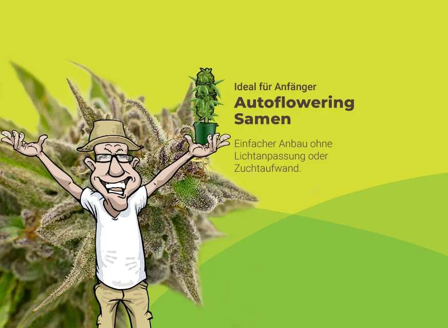 Autoflowering Cannabis Samen kaufen