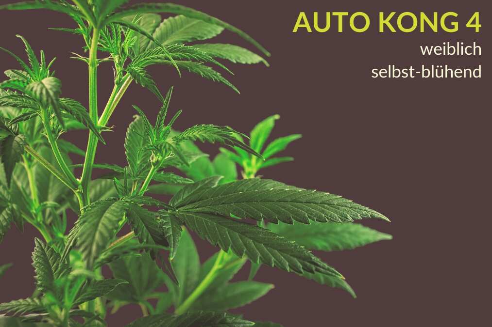 Auto Kong 4 Cannabis Samen