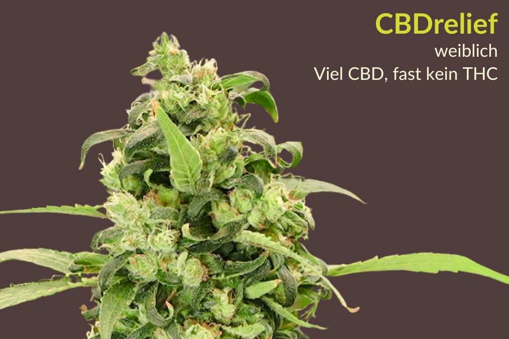 CBDrelief von Paradise Seeds Seedshop