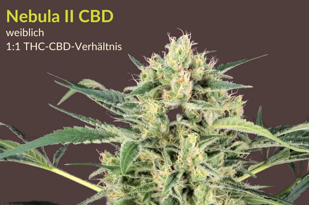 Nebula II CBD | CBD Cannabissamen von Paradise Seeds