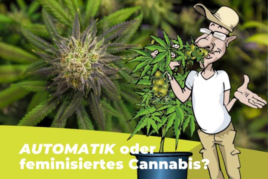 Unterschied zwischen automatischen und feminisierten Cannabis Sorten