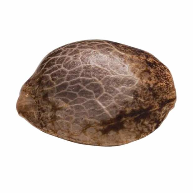 Acid Feminisierte Cannabissamen von Paradise Seeds