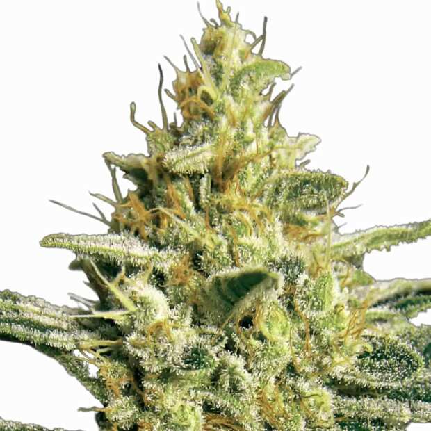 Hol dir feminisierte Allkush cannabissamen von Paradise Seeds – robust, ertragreich und ideal für Anfänger und Profis. Cannabissamen bestellen!