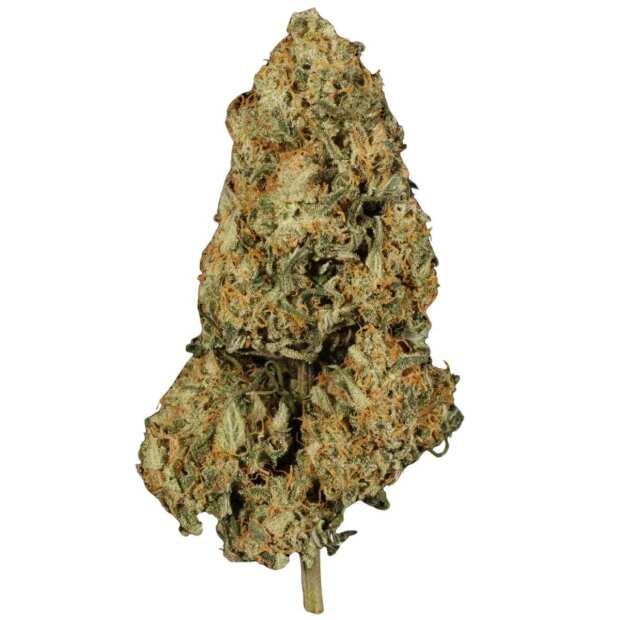 Paradise Seeds | Atomical Haze