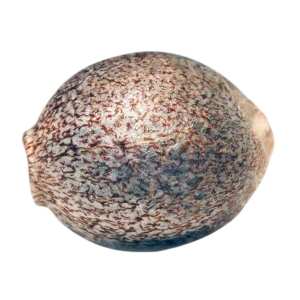 Genieße die explosive Kraft und den klaren...