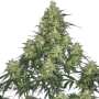 Atomical Haze | Feminisierte Cannabissamen von Paradise Seeds