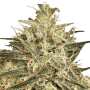 Hol dir 3 feminisierte Atomical Haze cannabissamen von Paradise Seeds – robust, ertragreich und ideal für Grower. Cannabissamen online bestellen!