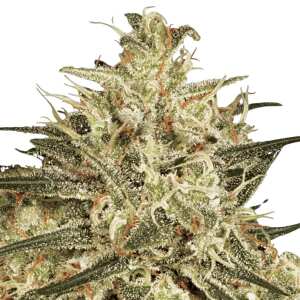 Hol dir 5 feminisierte Atomical Haze cannabissamen von...
