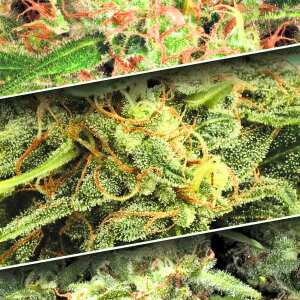 Auto Collection Pack #2 von Paradise Seeds:...