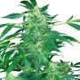 Auto Jack | Autoflowering Cannabissamen von Paradise Seeds