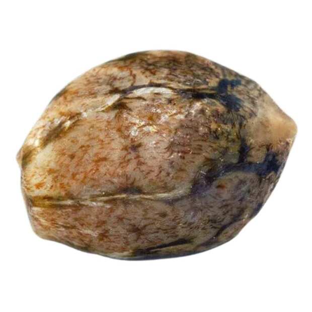 Auto Jack Autoflowering Cannabissamen von Paradise Seeds 3 Hanfsamen