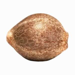 Auto Kong 4: Eine Hybrid-Bestie mit starken Effekt und...