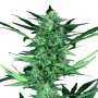 Auto Wappa | Autoflowering Cannabissamen von Paradise Seeds