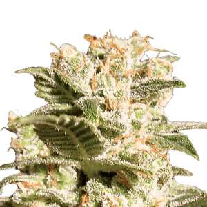 Hol dir die kreativen und erhebenden Terpene von...