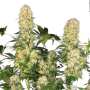 Belladonna | Feminisierte Cannabissamen von Paradise Seeds