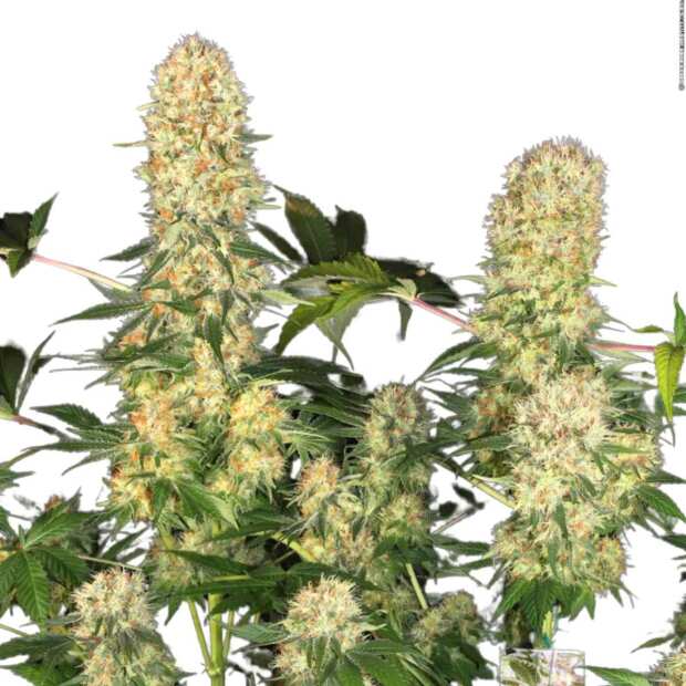 Belladonna | Feminisierte Cannabissamen von Paradise Seeds | 3 Hanfsamen