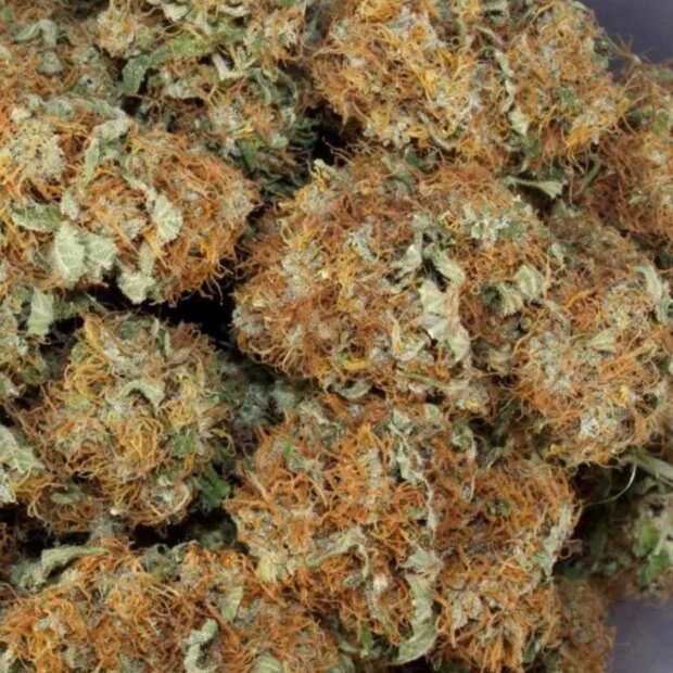 Belladonna | Feminisierte Cannabissamen von Paradise Seeds | 3 Hanfsamen