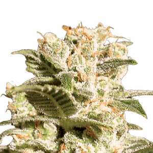 Genie&szlig;e die kreativen und erhebenden Terpene von...